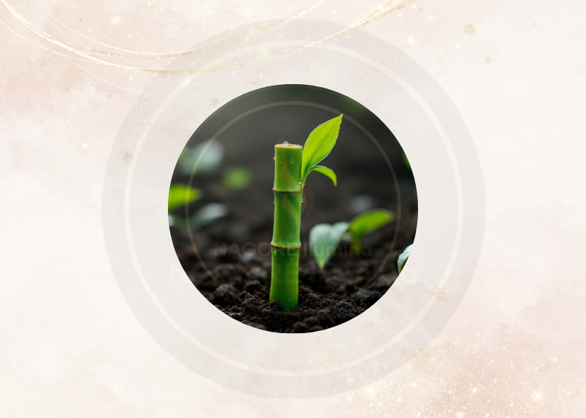 Fragancia bambú para velas