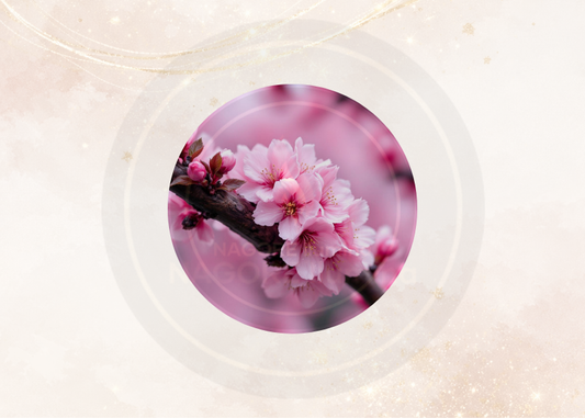 Fragancia árbol de cerezo para velas