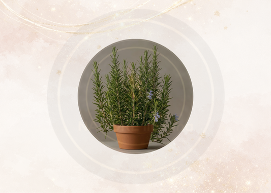 Fragancia romero para velas