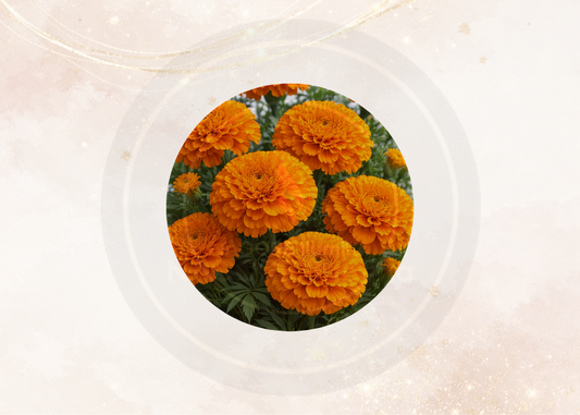 Fragancia cempasuchil para velas