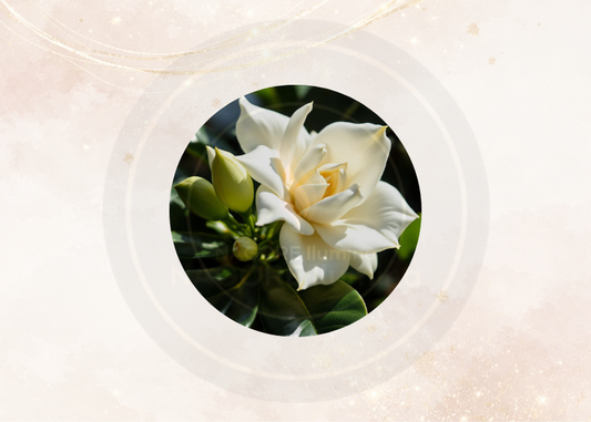 Fragancia gardenias para velas