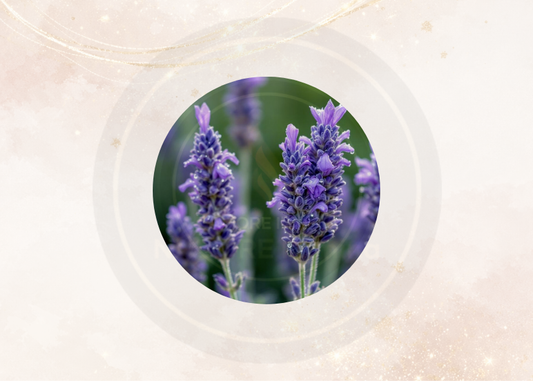 Fragancia lavanda para velas