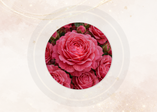 Fragancia rosas de castilla para velas